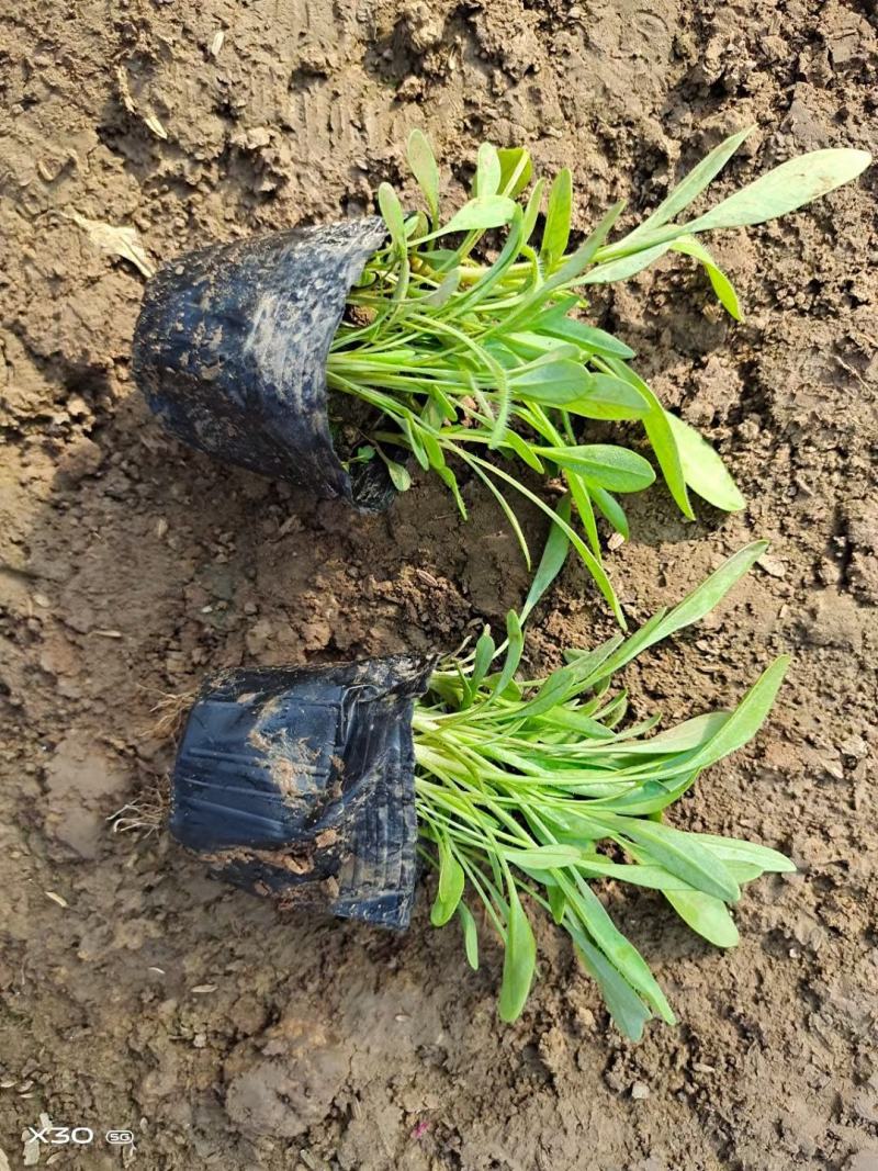撒种金鸡菊小杯金鸡菊湿地公园观光园用小苗青州花卉基