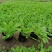 撒种金鸡菊小杯金鸡菊湿地公园观光园用小苗青州花卉基
