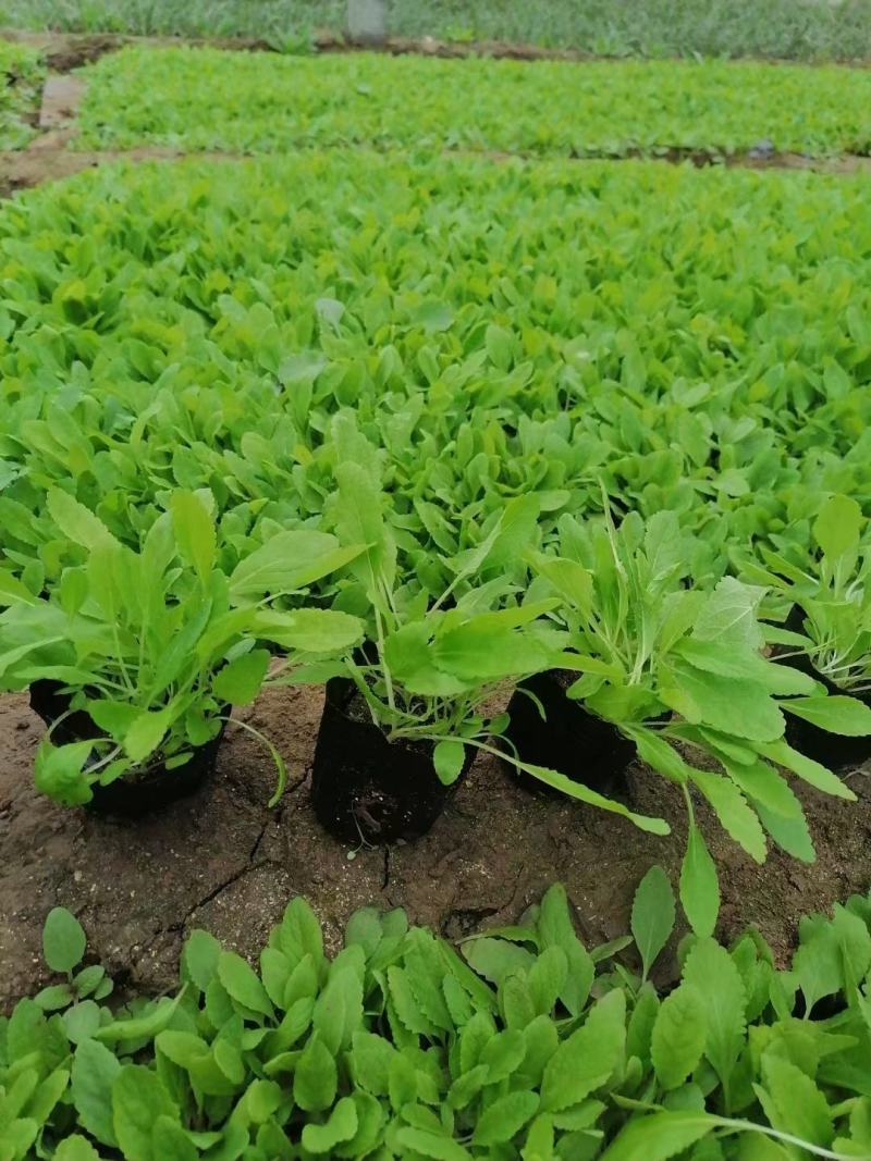 撒种金鸡菊小杯金鸡菊湿地公园观光园用小苗青州花卉基
