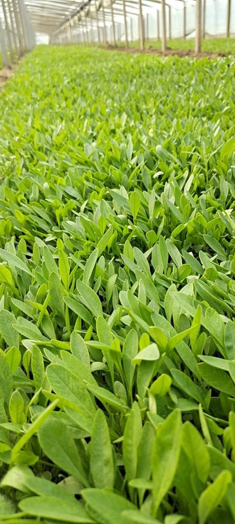 撒种金鸡菊小杯金鸡菊湿地公园观光园用小苗青州花卉基