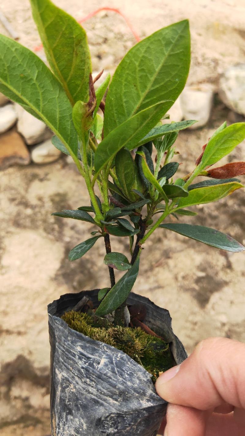 毛杜鹃杯苗，绿化地被苗