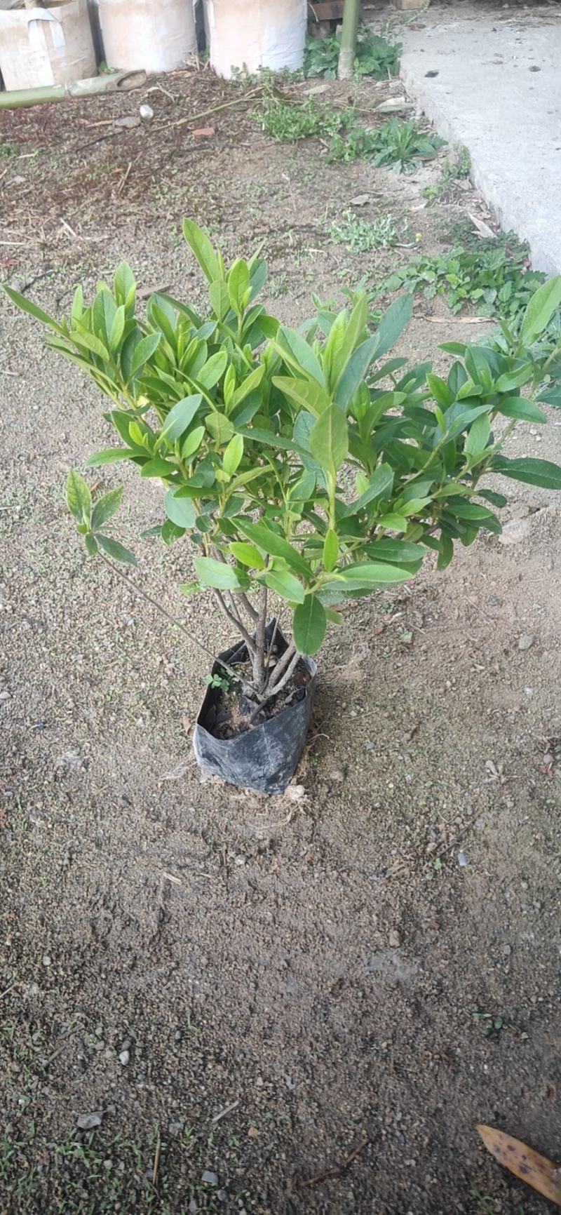 毛杜鹃杯苗，绿化地被苗