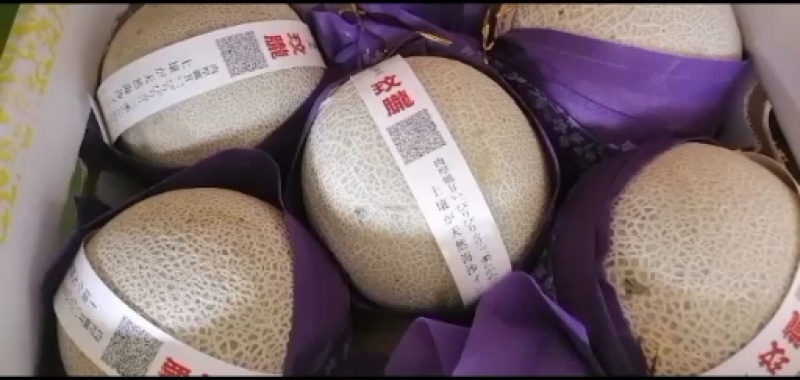 哈密瓜甜瓜，品种多，。山东聊城莘县，4月份大量上市
