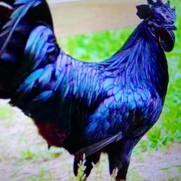厂家批发鸡苗五黑鸡绿壳蛋鸡包运输，包疫苗，包成活