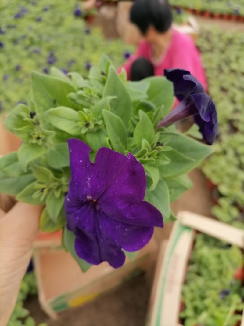 矮牵牛青州草花基地直发多色矮牵牛上市
