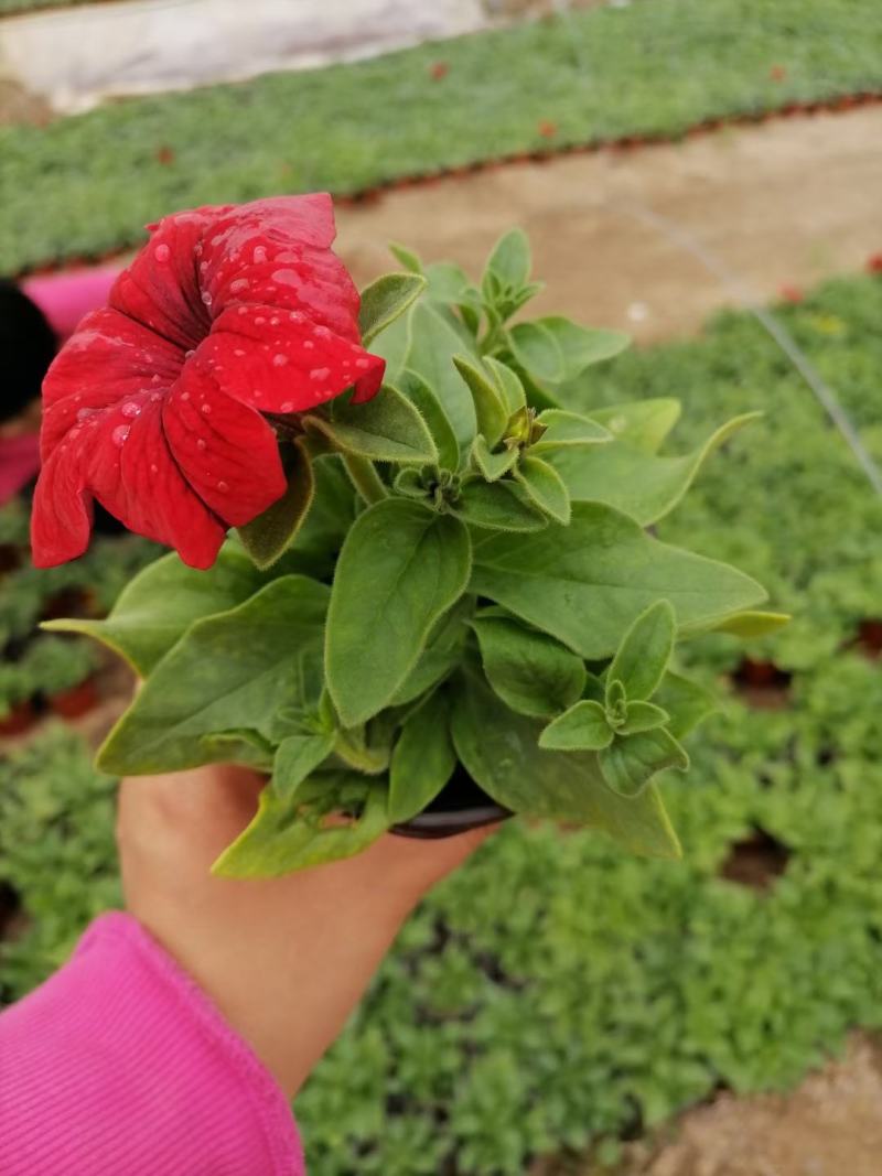 矮牵牛青州草花基地直发多色矮牵牛上市
