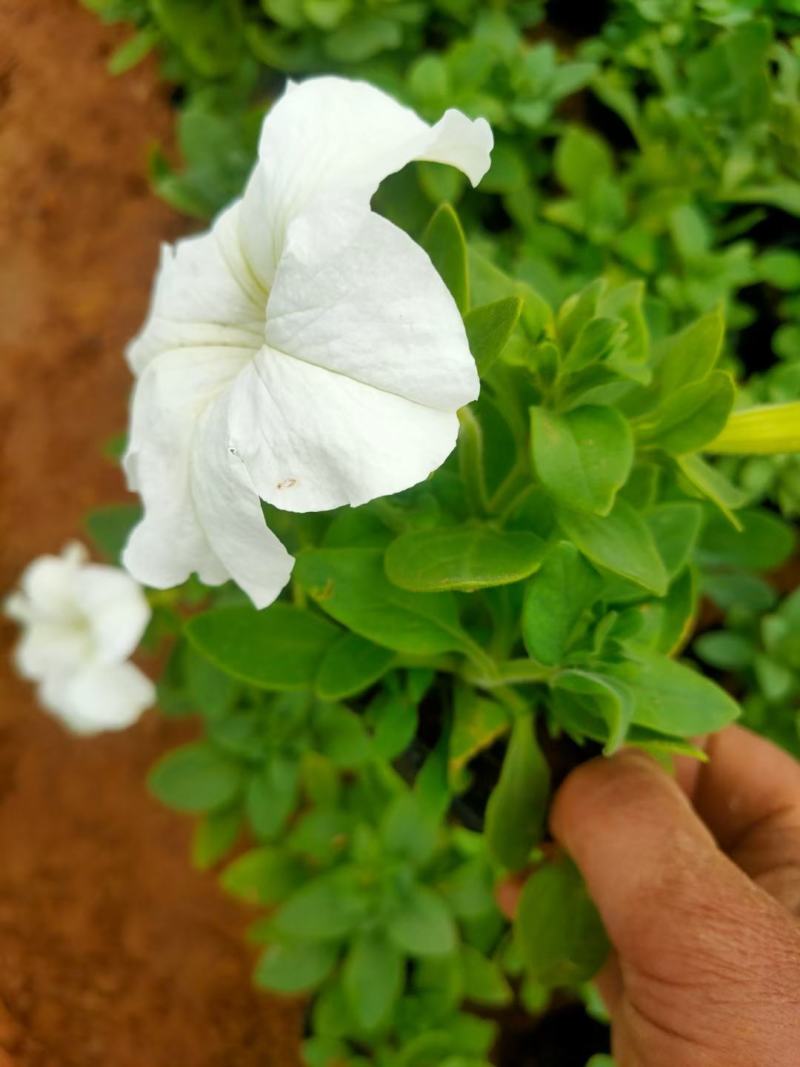 矮牵牛青州草花基地直发多色矮牵牛上市