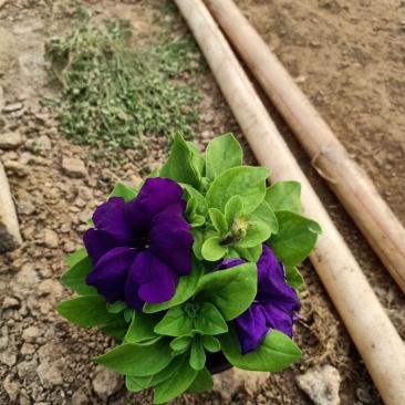 矮牵牛青州草花基地直发多色矮牵牛上市
