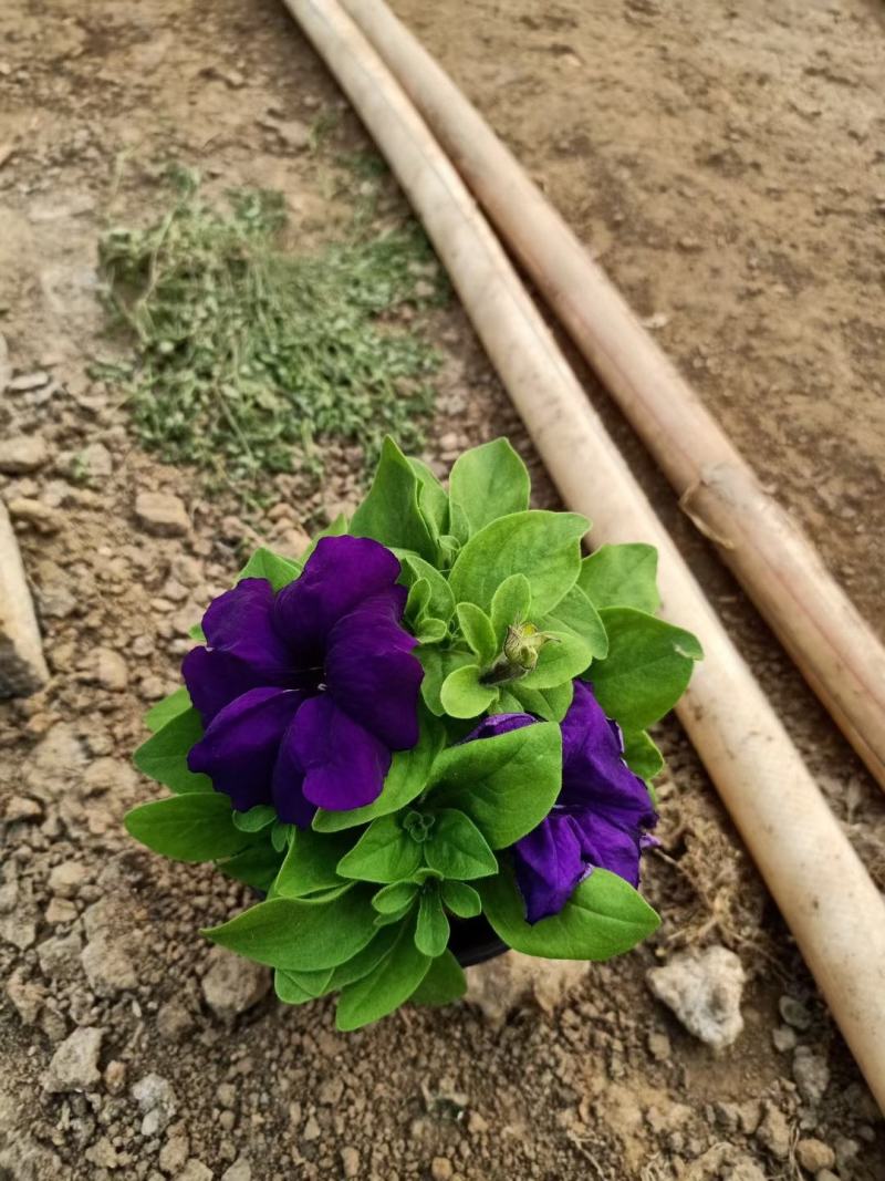 矮牵牛青州草花基地直发多色矮牵牛上市