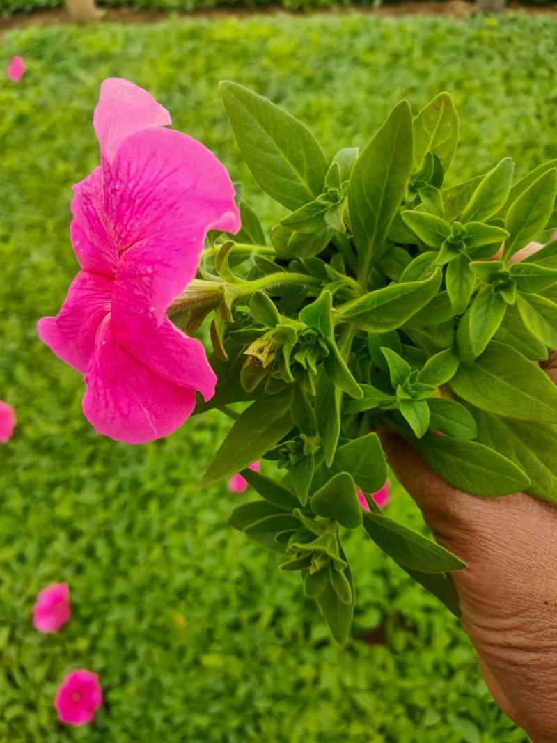 矮牵牛青州草花基地直发多色矮牵牛上市