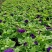 矮牵牛青州草花基地直发多色矮牵牛上市