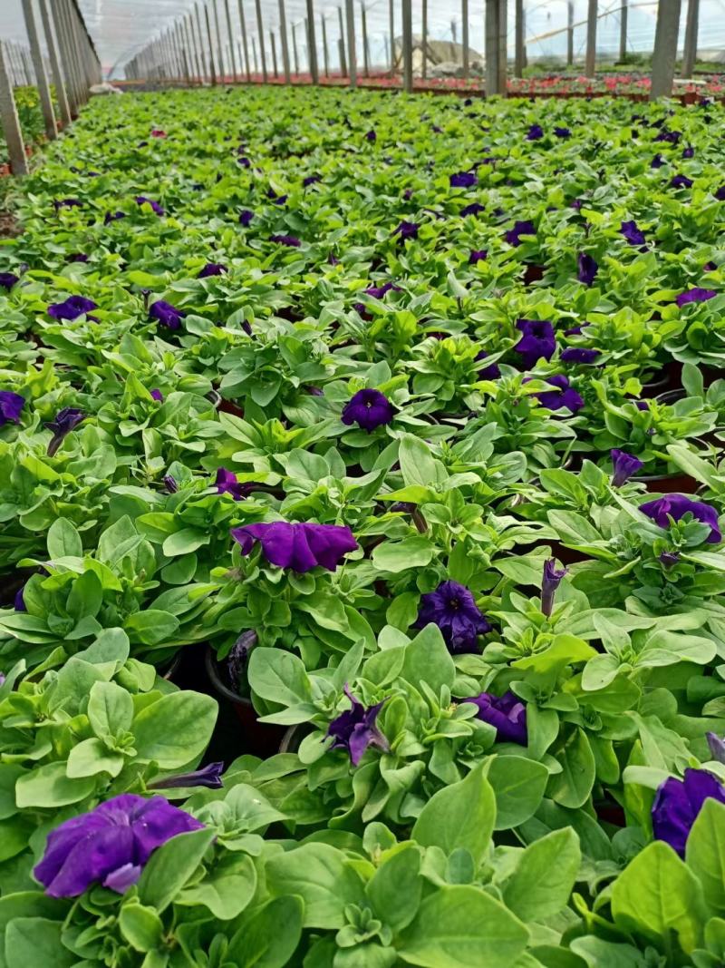 矮牵牛青州草花基地直发多色矮牵牛上市