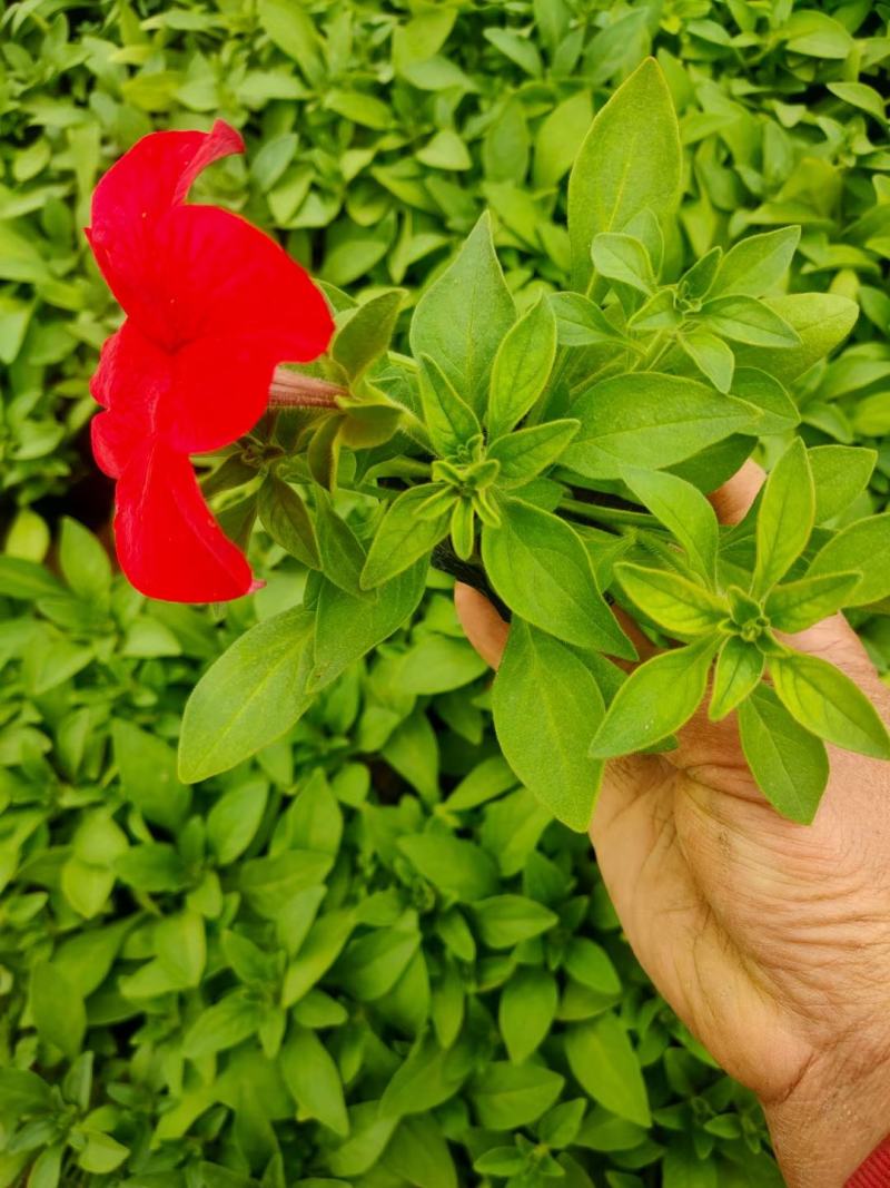 矮牵牛青州草花基地直发多色矮牵牛上市