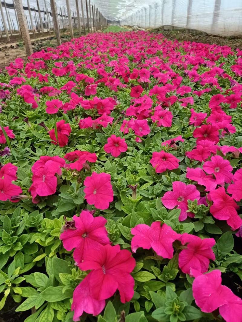 矮牵牛青州草花基地直发多色矮牵牛上市
