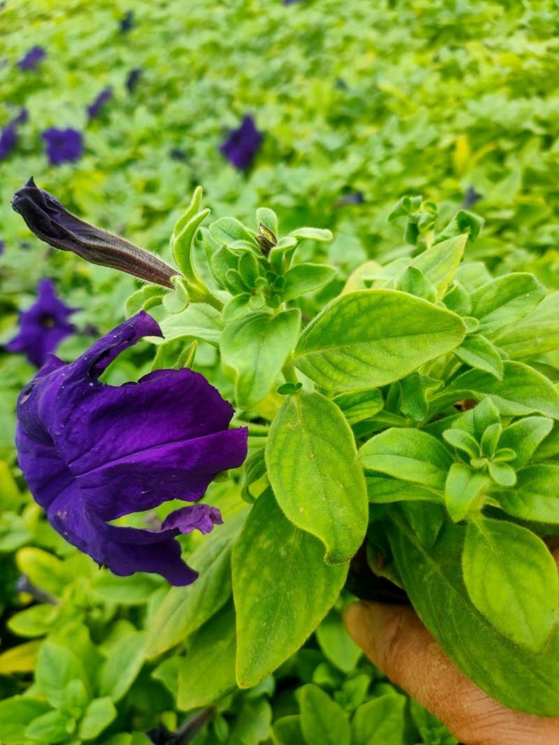 矮牵牛青州草花基地直发多色矮牵牛上市