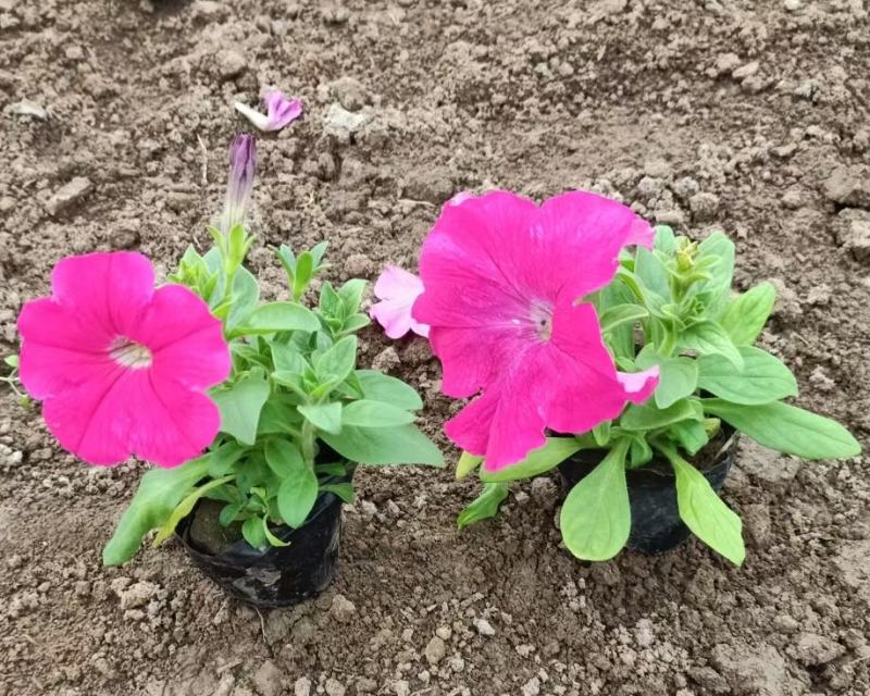 矮牵牛青州草花基地直发多色矮牵牛上市