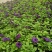 矮牵牛青州草花基地直发多色矮牵牛上市