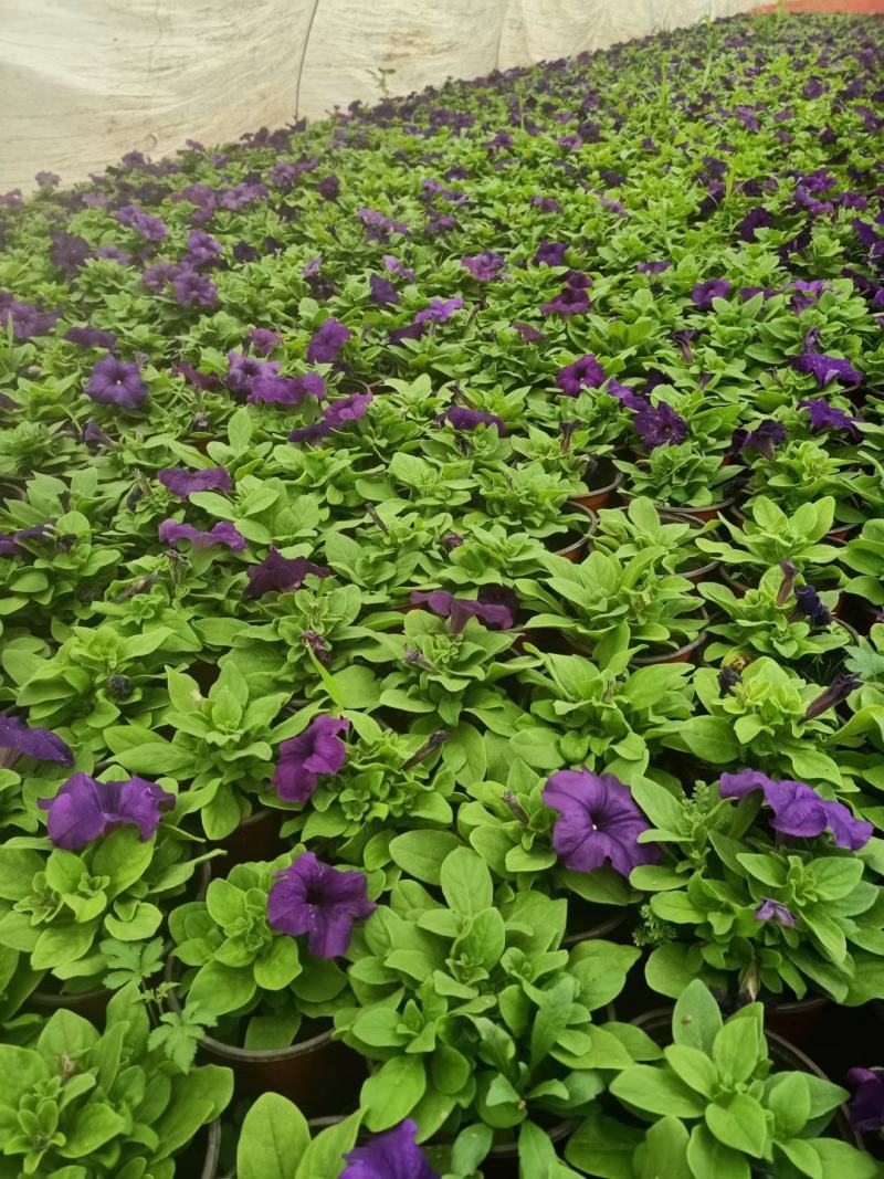 矮牵牛青州草花基地直发多色矮牵牛上市
