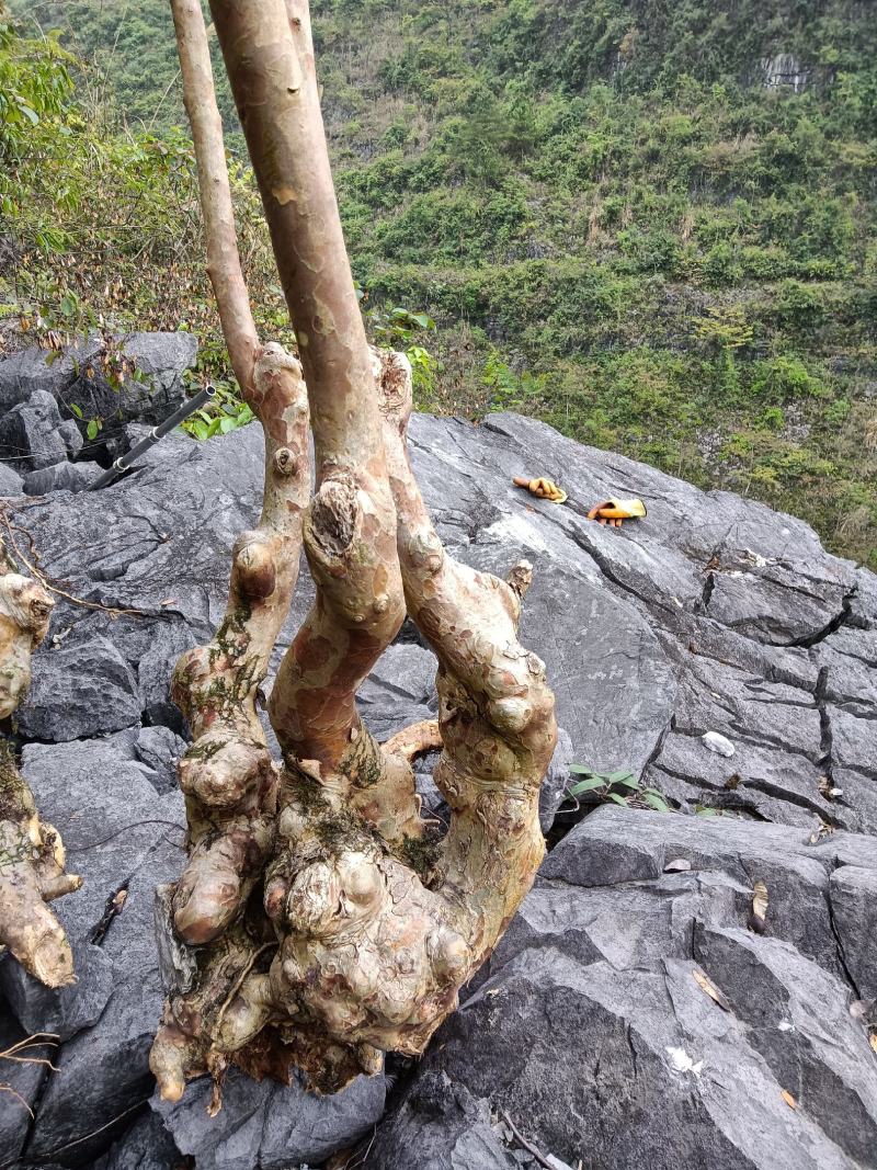 广西大石山超靓紫薇桩