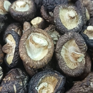 新货黑面小香菇个个均匀