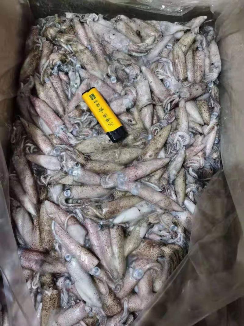 灯光船冻笔管鱼鱼增小海兔