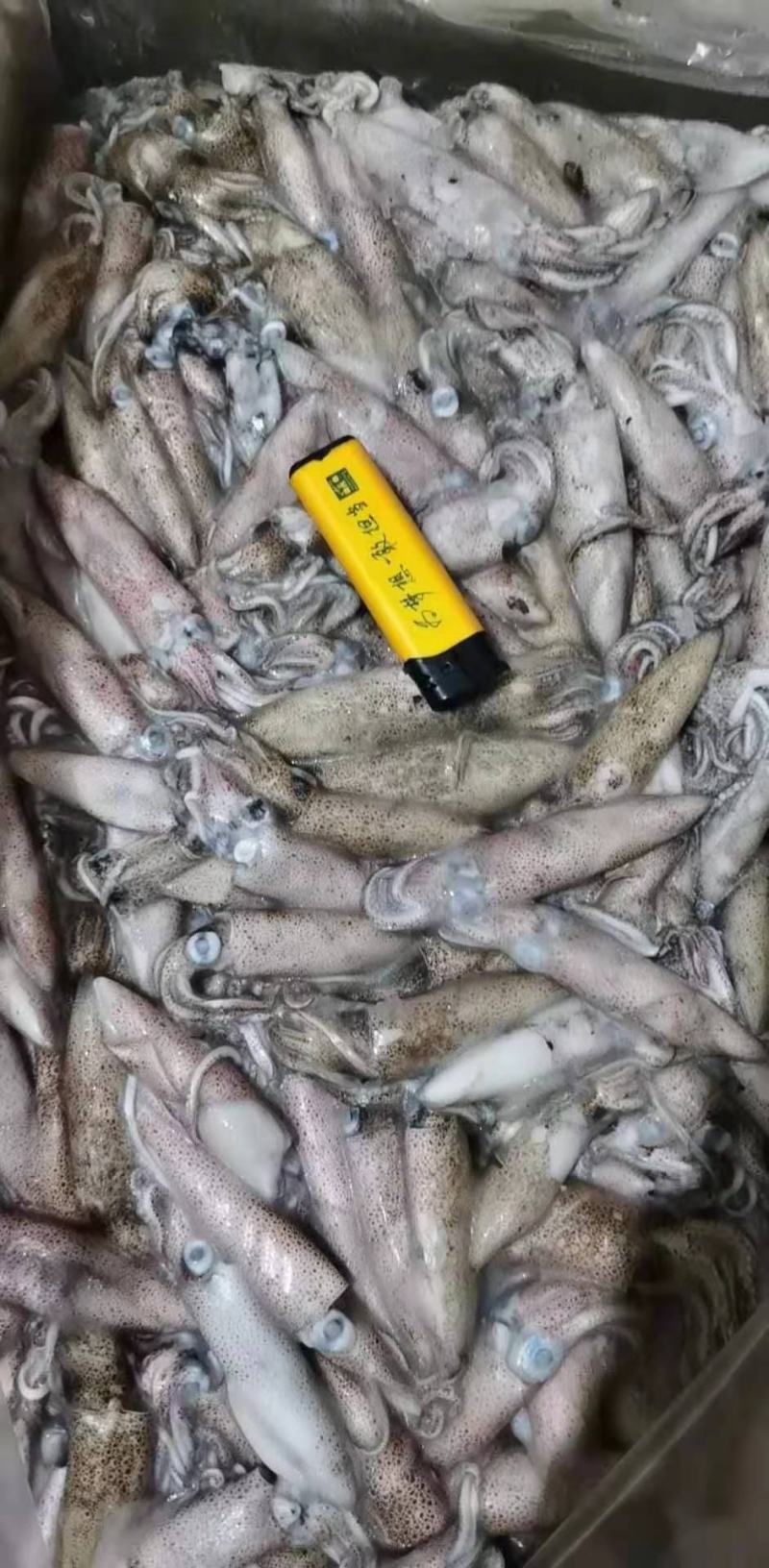 灯光船冻笔管鱼鱼增小海兔