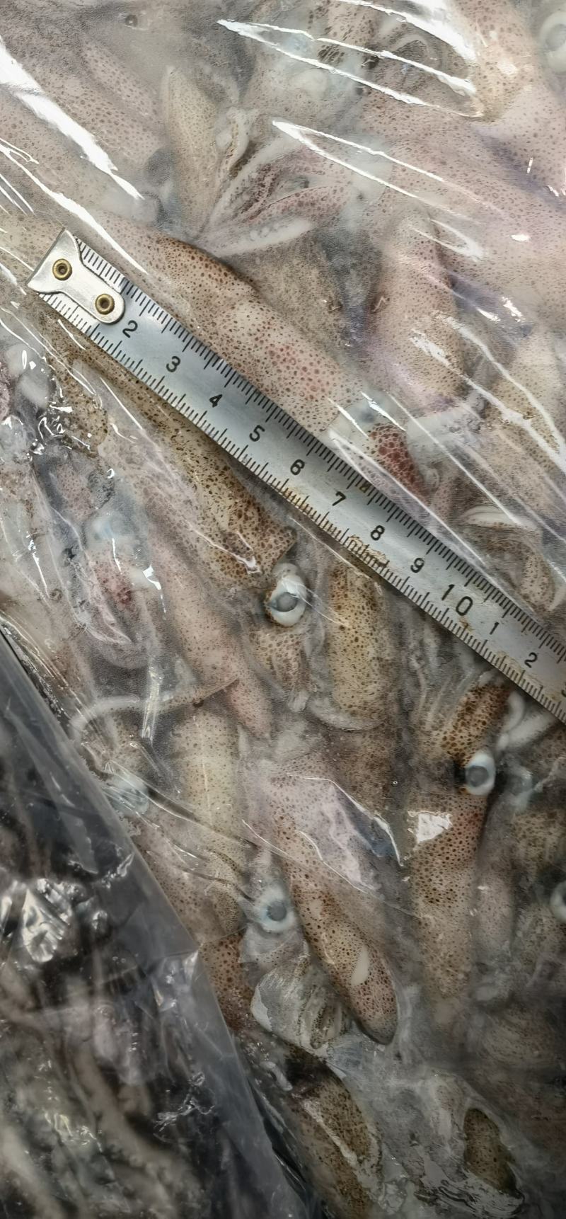 灯光船冻笔管鱼鱼增小海兔