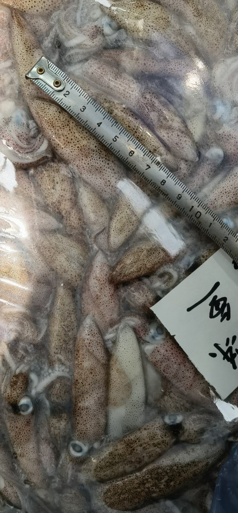 灯光船冻笔管鱼鱼增小海兔