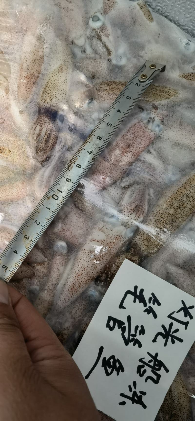 灯光船冻笔管鱼鱼增小海兔
