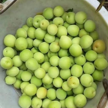 广西本地青梅花皮少个头大