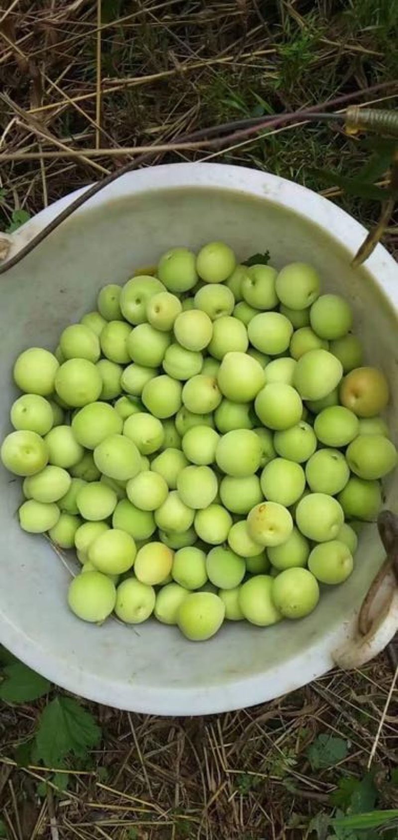 广西本地青梅花皮少个头大