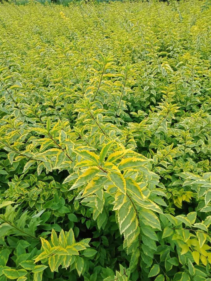 金边连翘金钟花黄老虎连翘苗圃大量供应大小规格均有
