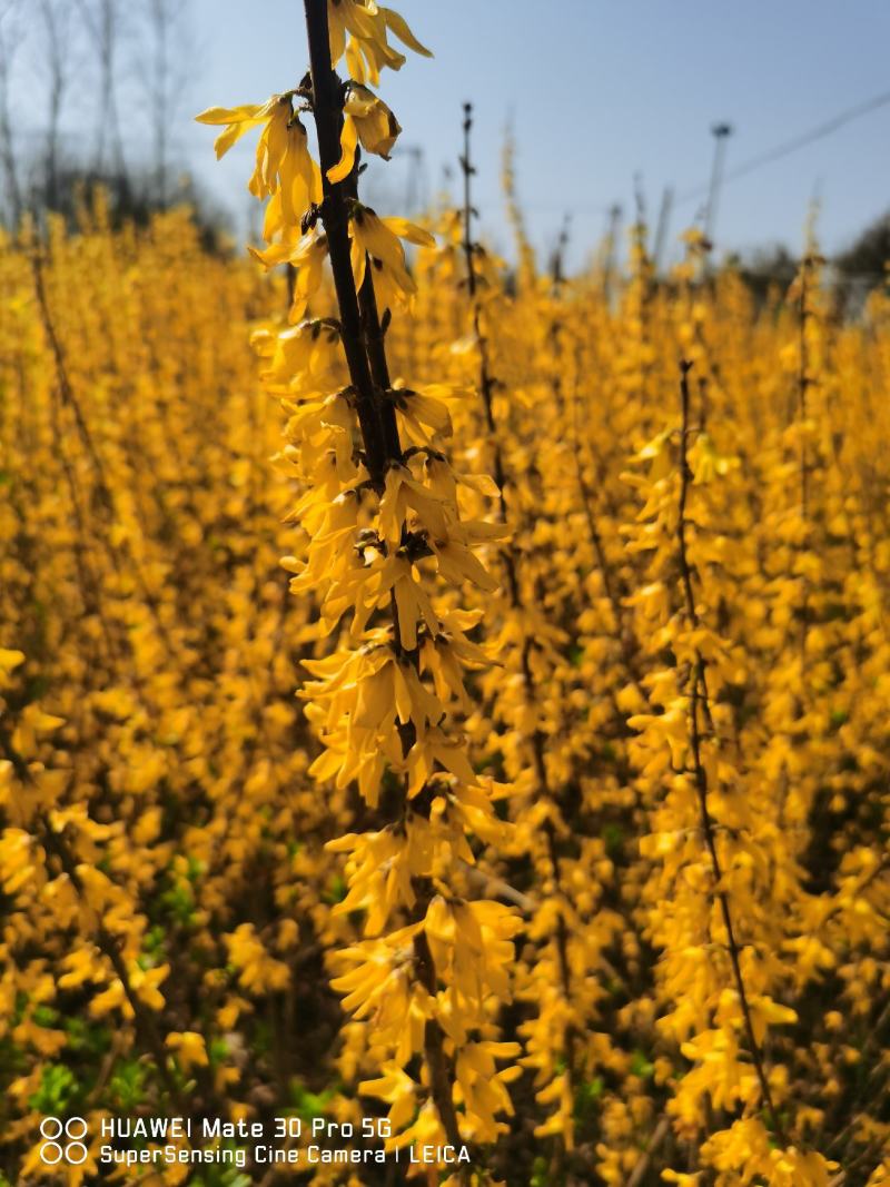 金边连翘金钟花黄老虎连翘苗圃大量供应大小规格均有
