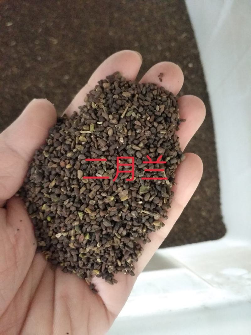 二月兰种子大量供应，春季3-4月观花品种,花海建植，绿