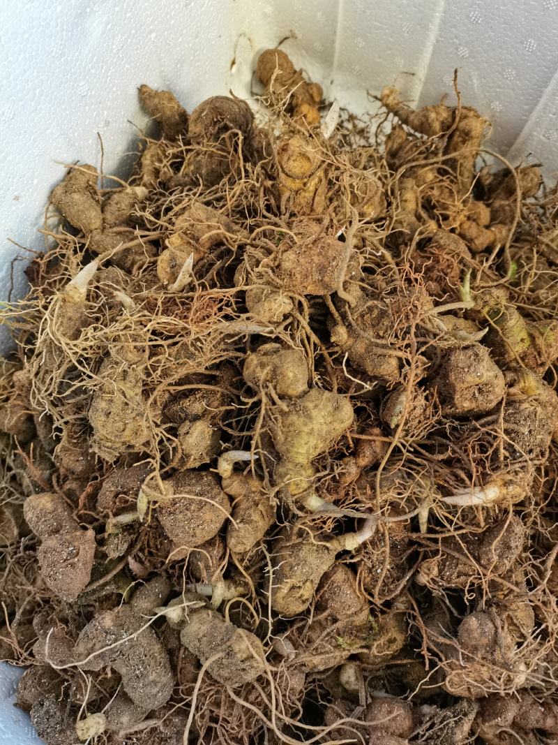 多花姜型倒苗甜黄精九华黄精种苗块茎苗