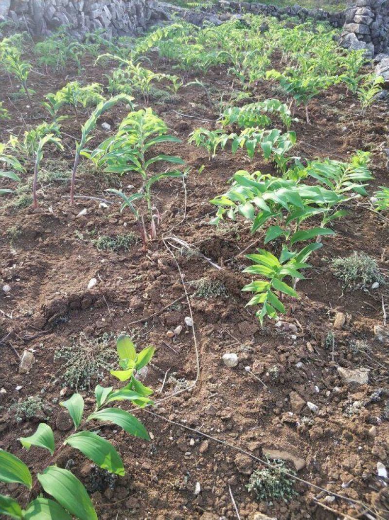多花姜型倒苗甜黄精九华黄精种苗块茎苗