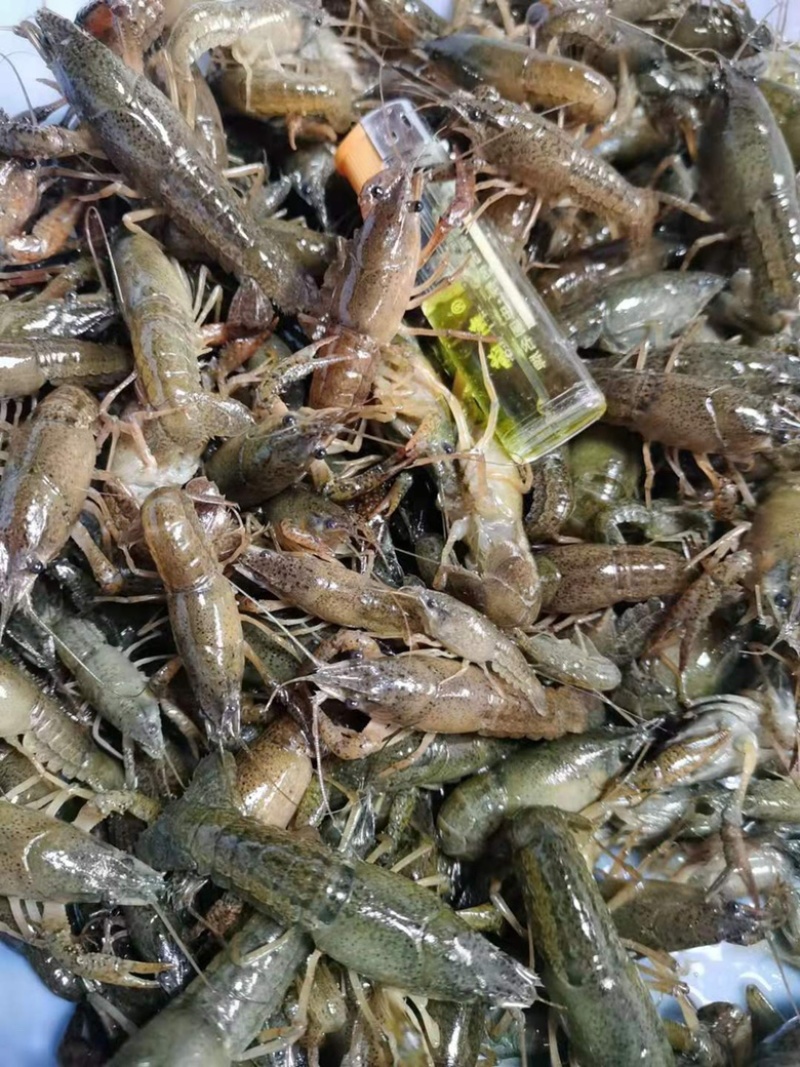 【爆款】苏北淡水虾苗，大量出货，存活率高，视频看货