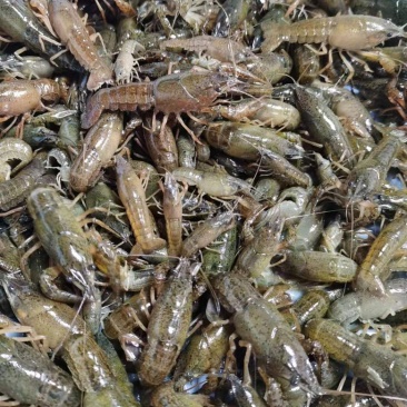 【爆款】苏北淡水虾苗，大量出货，存活率高，视频看货