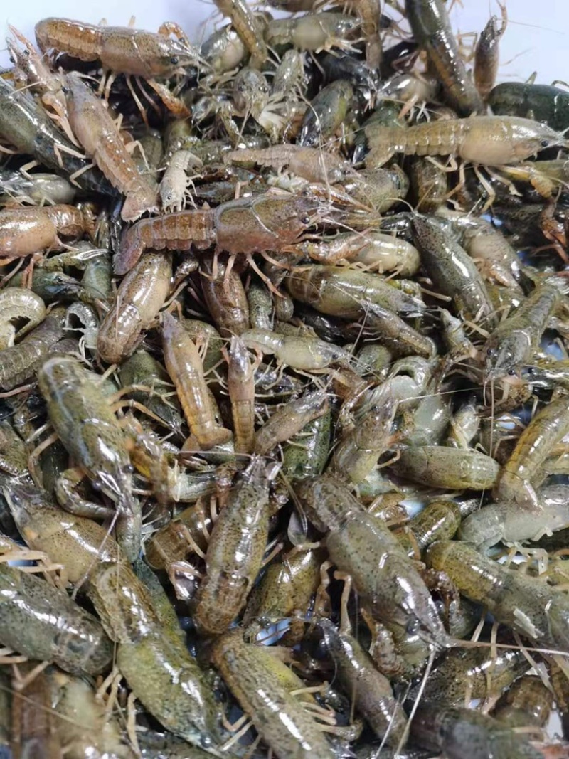 【爆款】苏北淡水虾苗，大量出货，存活率高，视频看货
