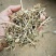 优质花生秧牛羊草无土无膜无霉变原草质量保证