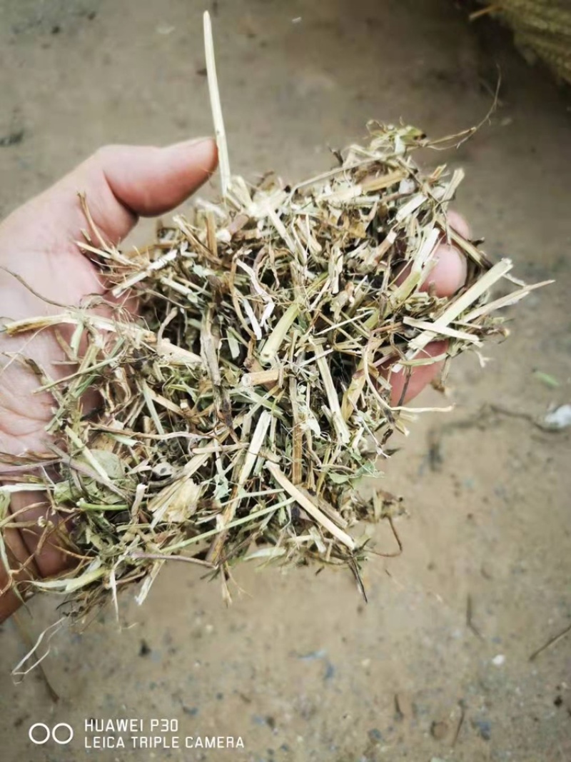 优质花生秧牛羊草无土无膜无霉变原草质量保证
