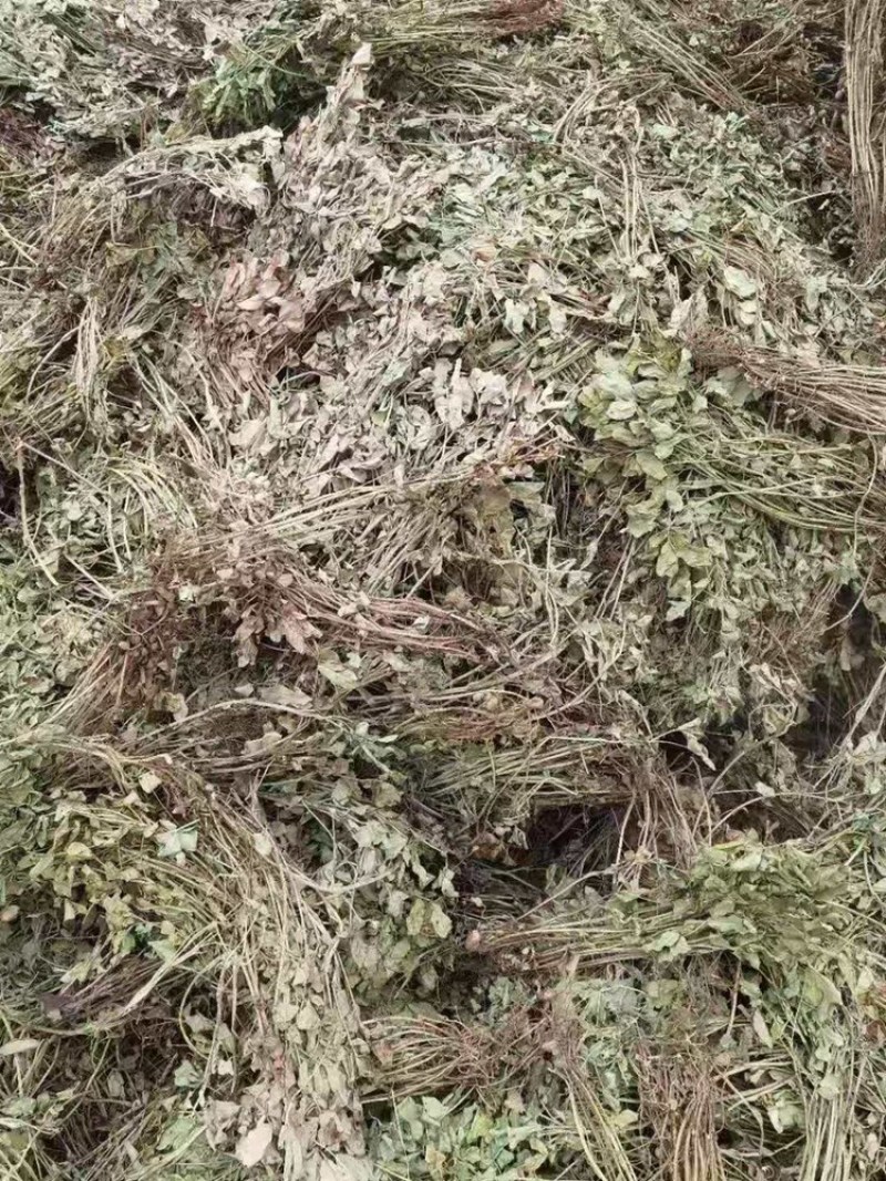 优质花生秧牛羊草无土无膜无霉变原草质量保证