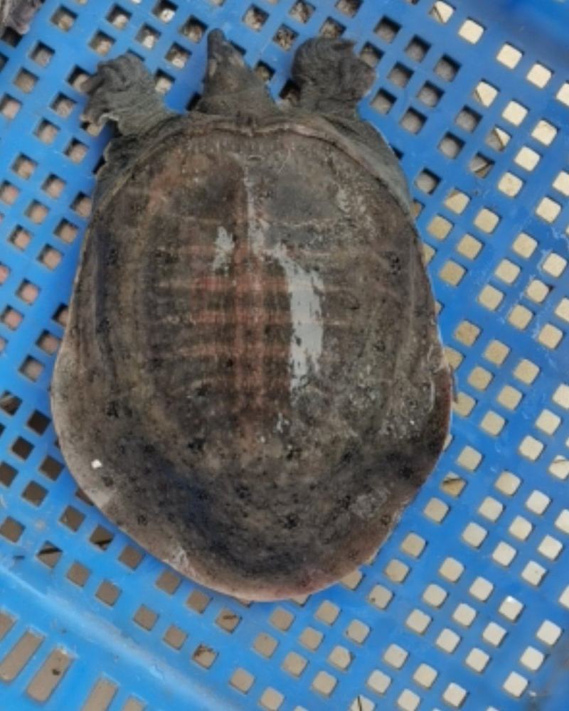 精选外塘甲鱼，2-3斤母水鱼(包活，肉质鲜美)，长期供应