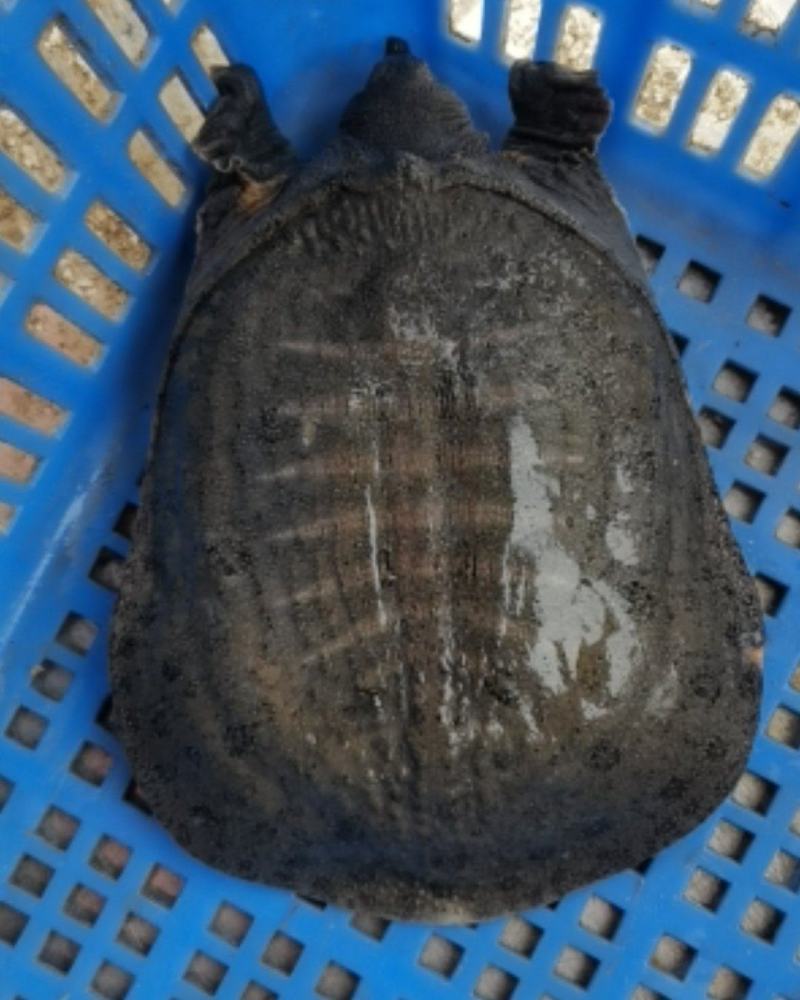 精选外塘甲鱼，2-3斤母水鱼(包活，肉质鲜美)，长期供应