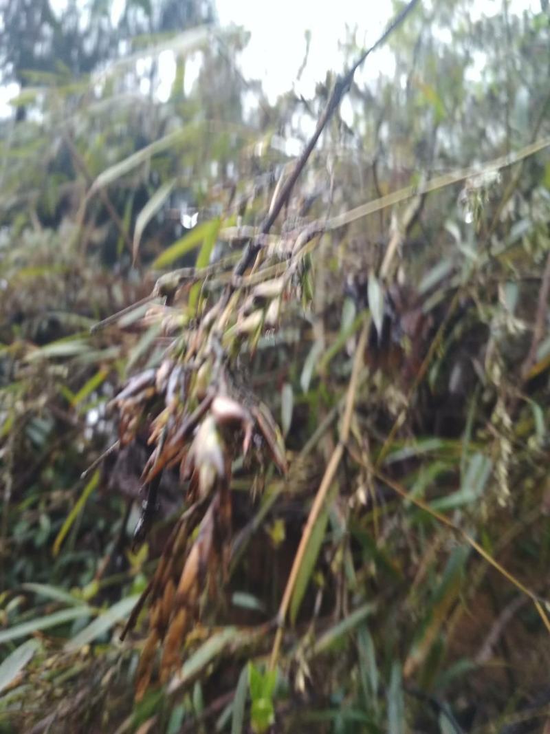 八月竹，竹米。竹米量很少需要的尽快联系