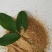 喷浆玉米皮高蛋白原料量大从优保质保量