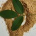 喷浆玉米皮高蛋白原料量大从优保质保量