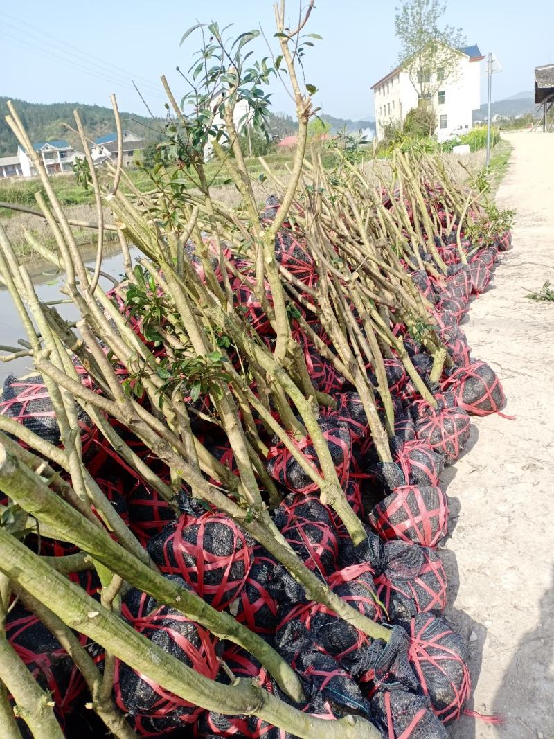 二至三年杨梅嫁接苗，农户自产自销没有中间商欢迎点赞关注。
