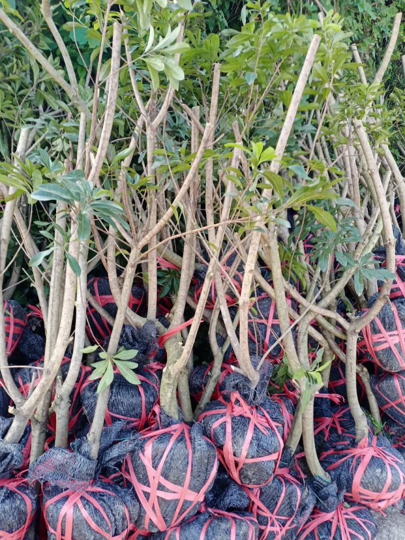 二至三年杨梅嫁接苗，农户自产自销没有中间商欢迎点赞关注。