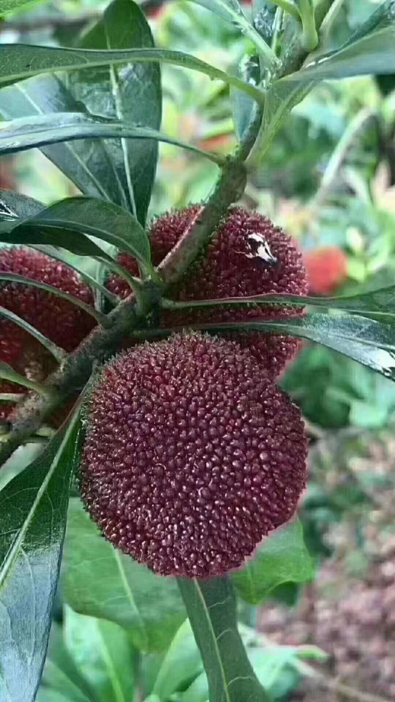 二至三年杨梅嫁接苗，农户自产自销没有中间商欢迎点赞关注。
